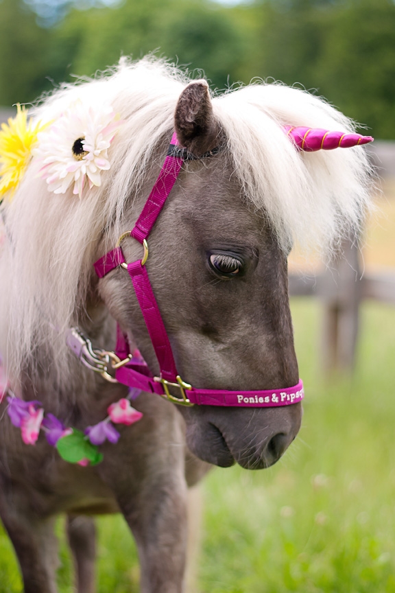 Ponies and Pipsqueaks | 6044 Oldfield Rd, Victoria, BC V9E 2J4, Canada | Phone: (250) 812-2008