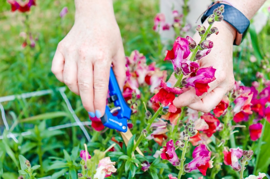 Ferme Florale Libella | 894 QC-214, Bury, QC J0B 1J0, Canada | Phone: (819) 560-1894