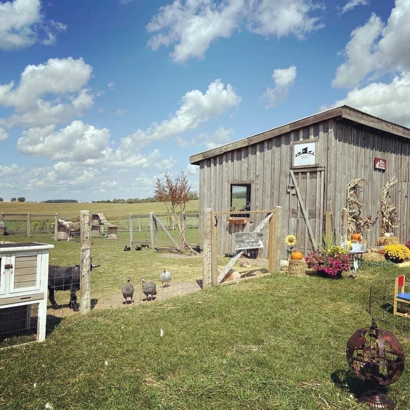 Little Hobby Hill Farm | 333624 Plank Line, Salford, ON N0J 1W0, Canada | Phone: (519) 532-0139