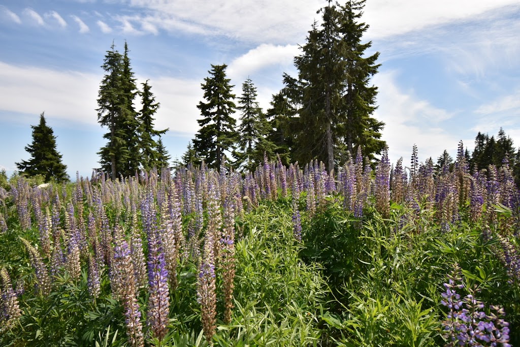 The Eye of the Wind | 6400 Nancy Greene Way, North Vancouver, BC V7R 4K9, Canada | Phone: (604) 980-9311