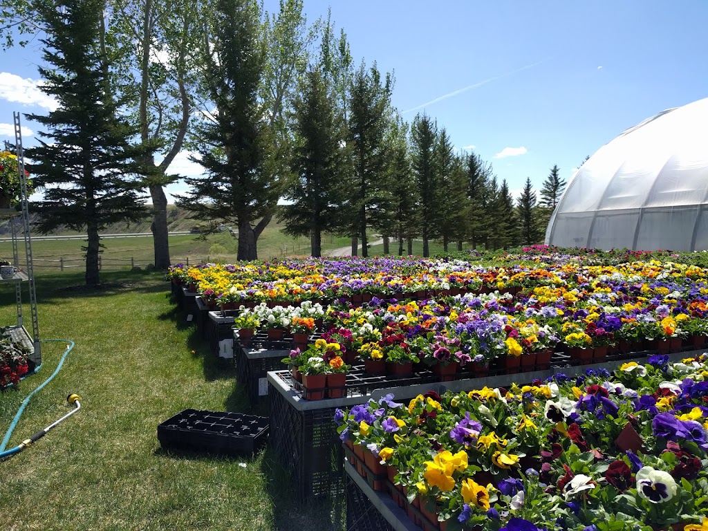 Hilltop Greenhouses | AB-23, Monarch, AB T0L 1M0, Canada | Phone: (403) 553-3175