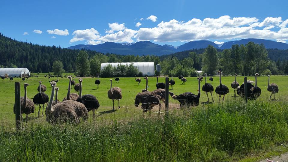 Universal Ostrich Farms Inc. | Langille Road, Edgewood, BC V0G 1J0, Canada | Phone: (250) 269-7447