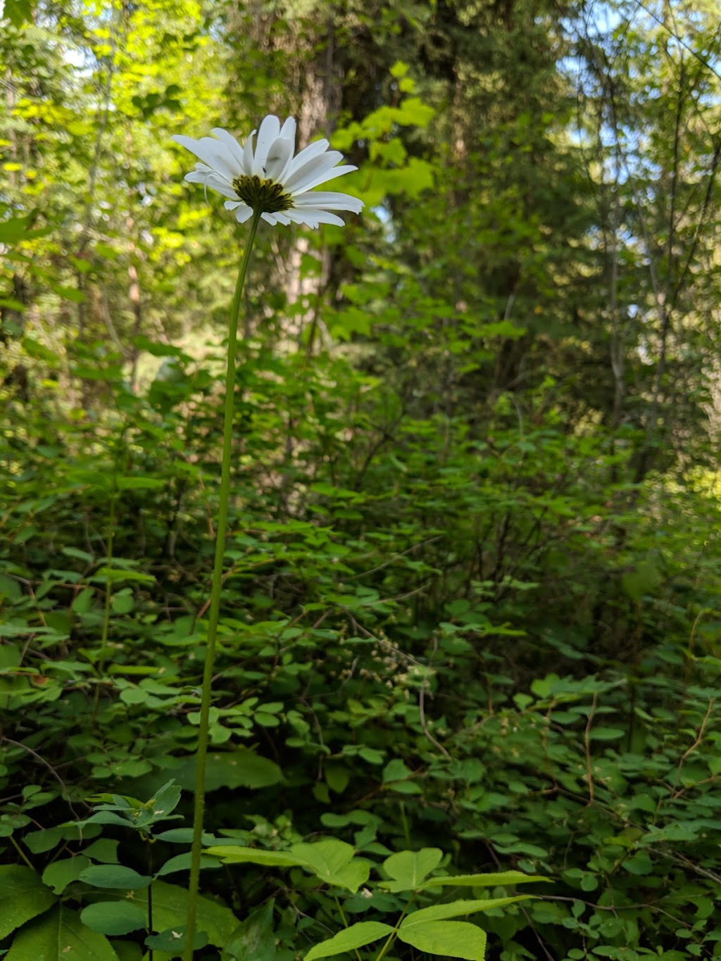 Whiteswan Lake Provincial Park - Alces Lake campground | East Kootenay F, BC V0B 1B0, Canada | Phone: (250) 422-3003