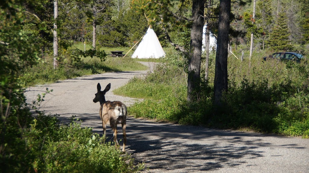 Crandell Mountain Campground | Waterton Park, AB T0K 2M0, Canada | Phone: (888) 773-8888