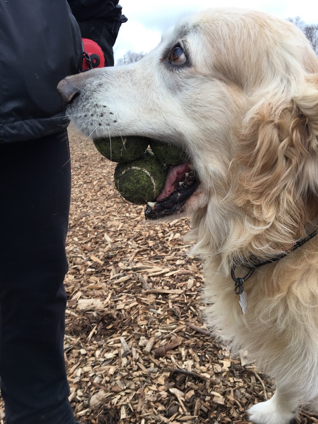 Lakeside Dog Park | Mississauga, ON L6L 1G8, Canada