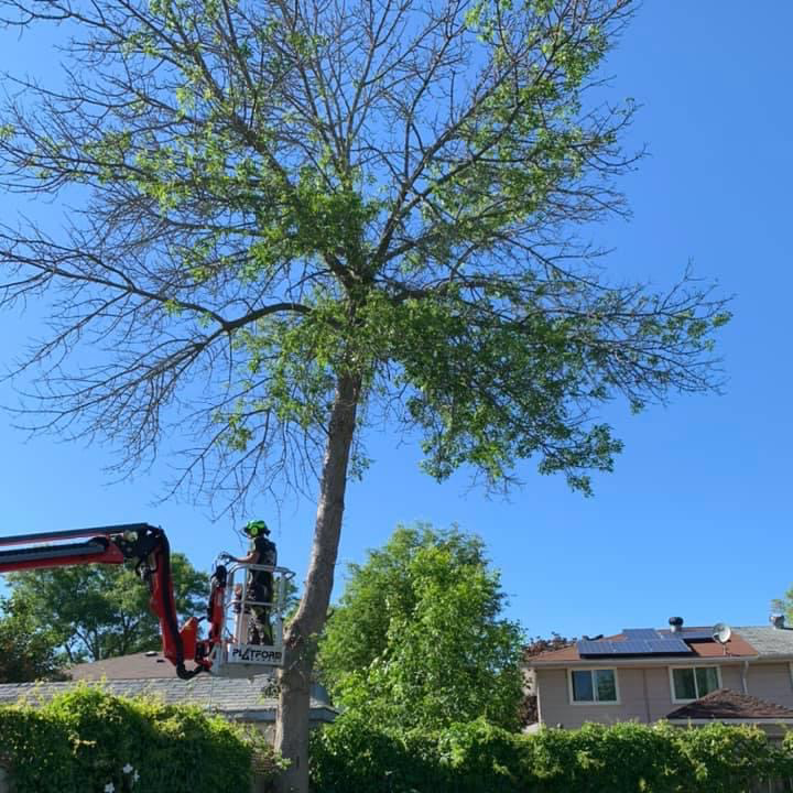 Active Tree Care | 000 Nash Rd, Courtice, ON L1E 2J9, Canada | Phone: (289) 356-1466