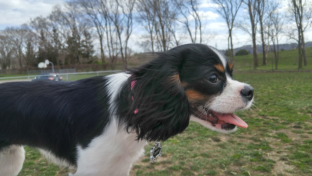 Steve McDonnell Leash Free Dog Park | 170 Lake St, Grimsby, ON L3M 5T3, Canada | Phone: (905) 945-1288