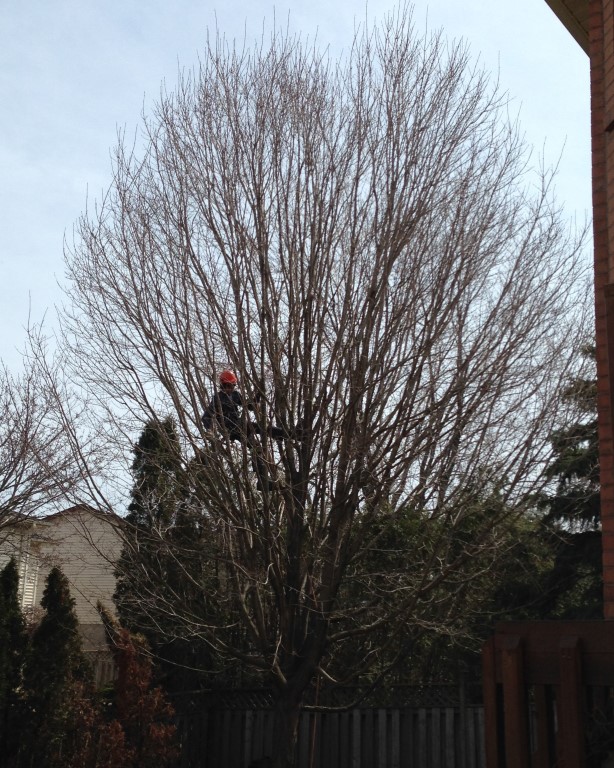 Aspirations Tree Care | 602 Peel St, Whitby, ON L1N 3Y8, Canada | Phone: (905) 668-1463