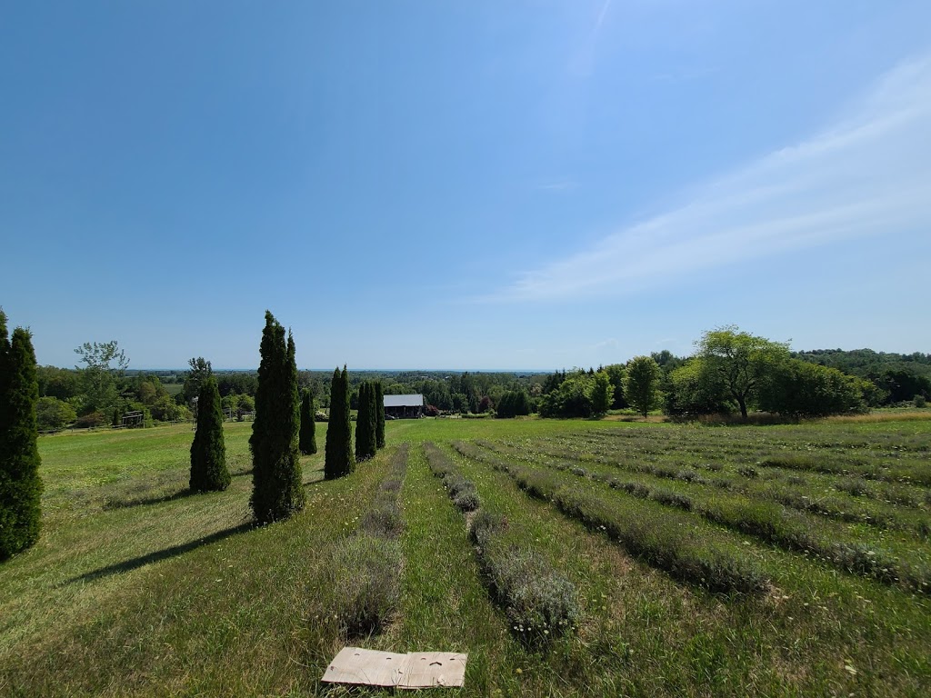 Cuttle Cottage Lavender Farm | 295 Vernonville Rd, Colborne, ON K0K 1S0, Canada | Phone: (905) 355-1984