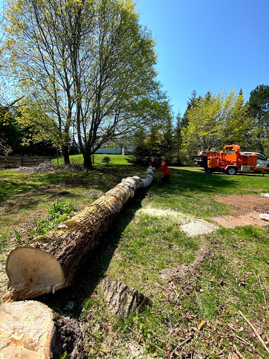 Timber Tree Care | 19506 rte 2, Hunter River, Charlottetown, PE C0A 1N0, Canada | Phone: (902) 213-5747