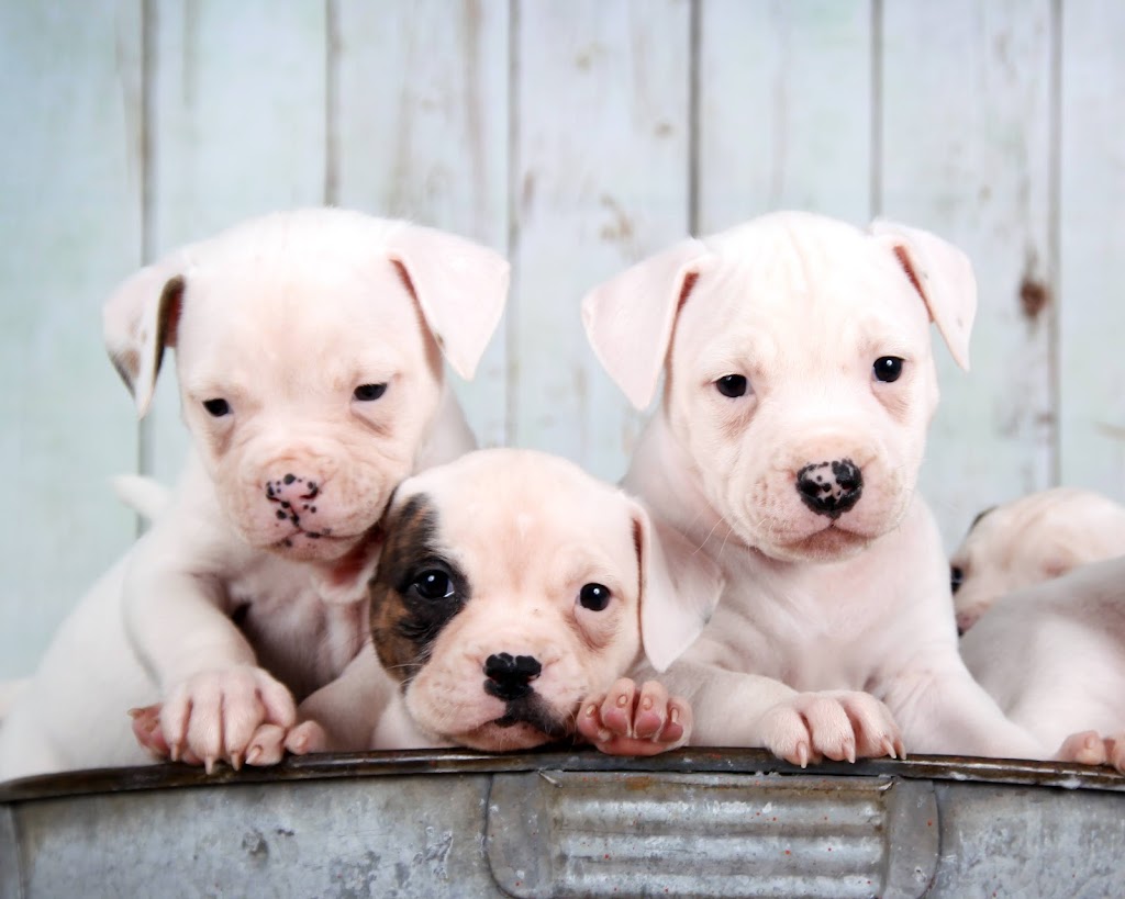 Rosebull Kennels American Bulldogs | 78 Main St S, Hagersville, ON N0A 1H0, Canada | Phone: (905) 379-4489